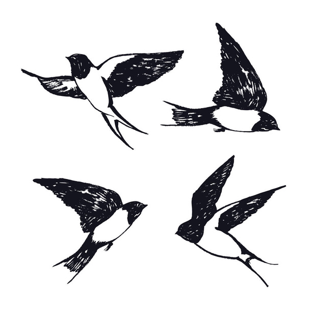 Vector illustraties van de vliegende zwaluwen Geïsoleerde objecten Handtekening Sketch style set - Vector, afbeelding