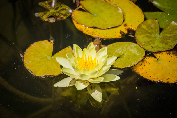 Lotus květina bílá voda leknín z mnoha okvětních lístků - Fotografie, Obrázek