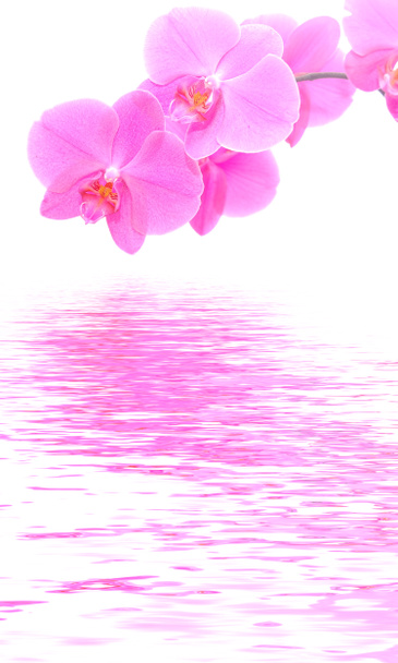 Fundo da orquídea
 - Foto, Imagem