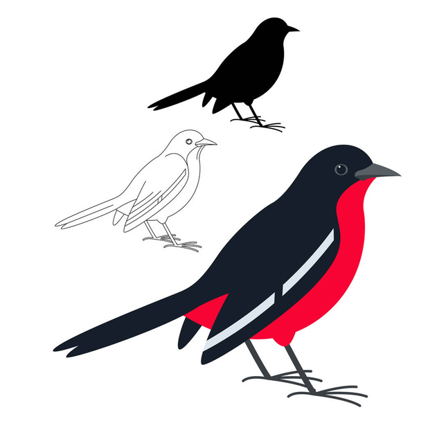 breasted shrike,vector illustration, flat style, silhouette and lining draw - Vector, Image
