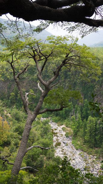 Radal Nationalpark 7 Tassen in der Region Maule Chile - Foto, Bild