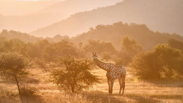 Jirafa del Cabo, Giraffa camelopardalis, caminando sobre sabana contra colinas rocosas y cielo brillante. Vista directa, colores vivos. Paisaje africano de animales salvajes. Viajar Parque Nacional Pilanesberg, Sudáfrica
 - Foto, Imagen