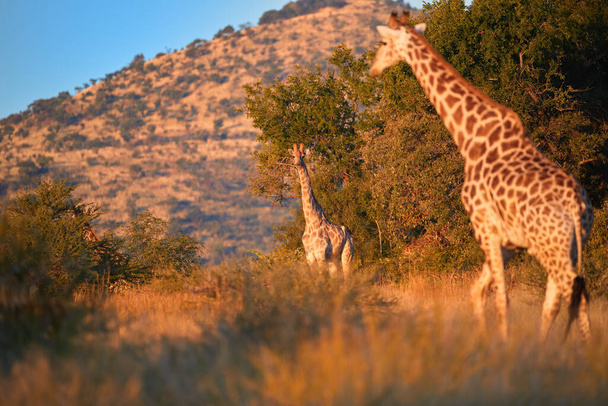 Dwie żyrafy przylądka, żyrafa camelopardalis żyrafa, pasące się na sawannie na skalistych wzgórzach i błękitnym niebie. Żywe kolory. Afrykański krajobraz dzikich zwierząt. Park Narodowy Pilanesberg, Republika Południowej Afryki - Zdjęcie, obraz