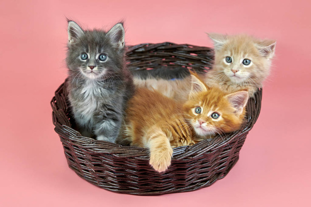 Three Maine coon kittens in basket, cream, red and gray coat color. Cute shorthair purebred cats on pink background. Ginger, beige and gray hair attractive kitties from new litter. - Photo, image