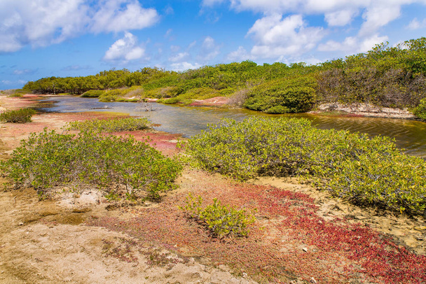 Bonaire Adası 'nda mangrov ormanı ve su manzarası - Fotoğraf, Görsel