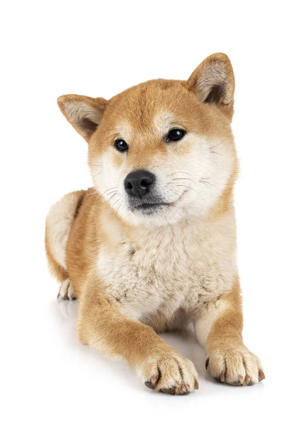 shiba inu in front of white background - Foto, afbeelding