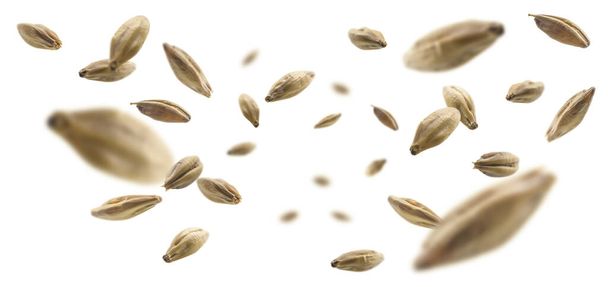 Barley malt grains levitate on a white background - Photo, Image