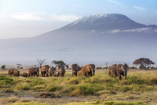 A large family herd of elephants walks in the grasslands of Ambolesil National Park, with Mount Kilimanjaro in the background.  - Photo, Image