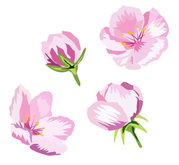 set of flowers in pink tone buds leaves vector illustration - Вектор,изображение