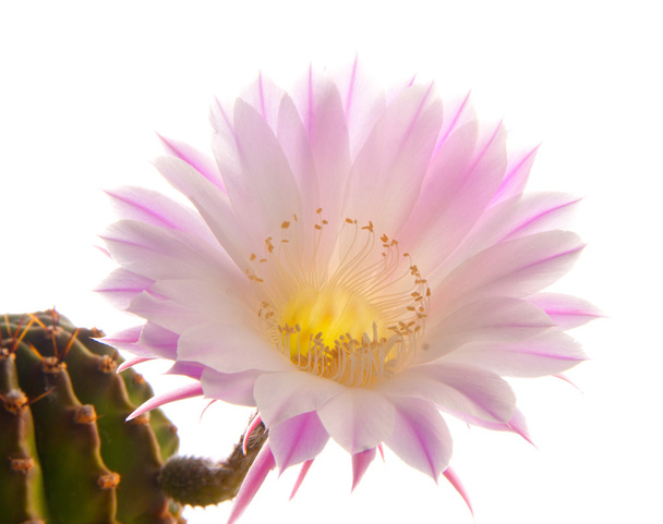 kwiat kaktusa - Zdjęcie, obraz