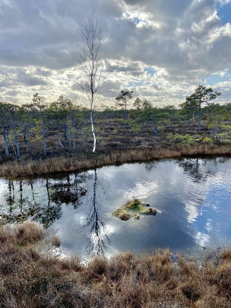 swamp autumn National Park Kemeri Latvia landscapes - Photo, Image