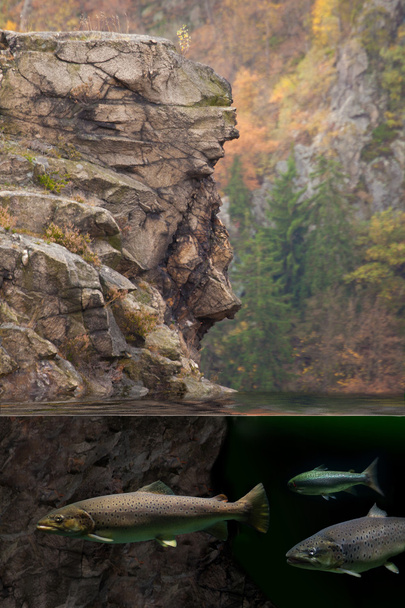 Pstruh v horských jezer - Fotografie, Obrázek