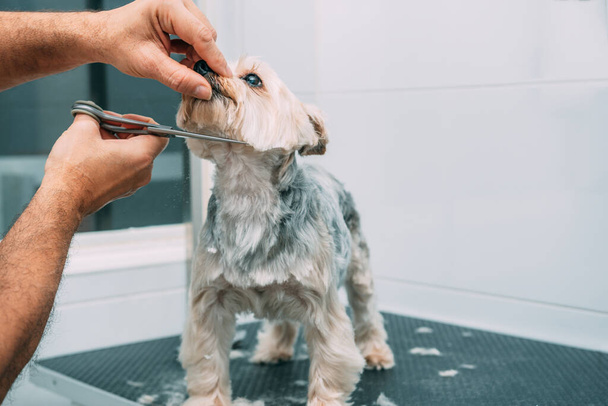 Cutting the hair of adorable Yorkshire dog with scissors - Φωτογραφία, εικόνα