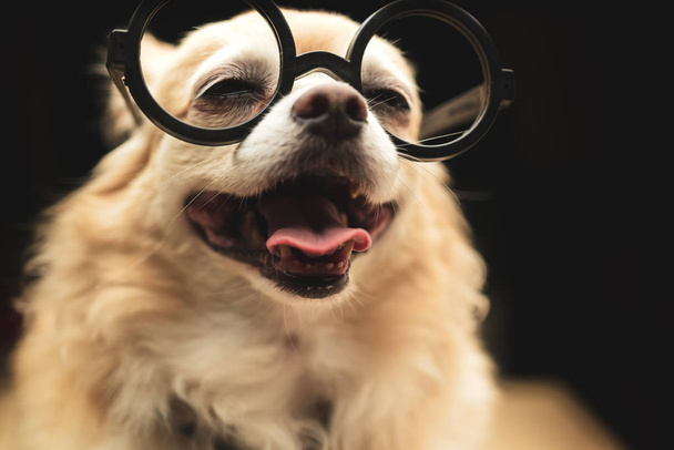 bonito marrom chihuahua cão desgaste redondo preto óculos e pescoço amarrar nerd cão no preto cor fundo
 - Foto, Imagem