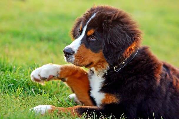 Retrato de cachorro Bernese perro de montaña
 - Foto, imagen