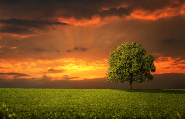 samotne drzewo na zachód słońca - Zdjęcie, obraz