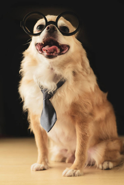 aranyos barna chihuahua kutya viselni kerek fekete szemüveg és nyakkendő kocka kutya fekete színű háttér - Fotó, kép