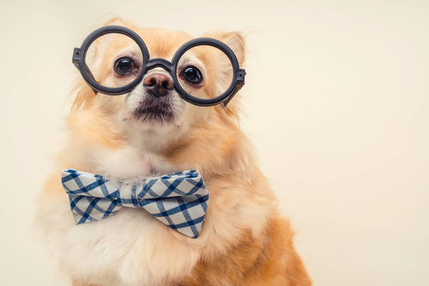 Sevimli kucak köpeği beyaz kahverengi saçlı gözlüklü chihuahua rahatla stüdyo çekimlerinde papyonlu ve arka plan renginde. - Fotoğraf, Görsel