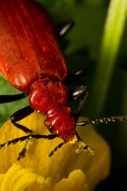 Czerwono-głowy lub "pospolity" chrząszcz kardynalski (Pyrochroa serraticornis) jest czerwono-pomarańczowym chrząszczem z, jak sama nazwa wskazuje, czerwoną głową, delektującym się obiadem na żółtym kwiatku - Zdjęcie, obraz