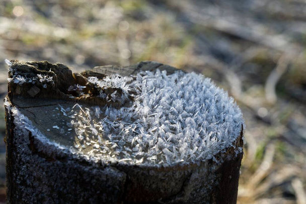 Zmrzlá tráva. zimní pozadí se sněhem, zavřít - Fotografie, Obrázek