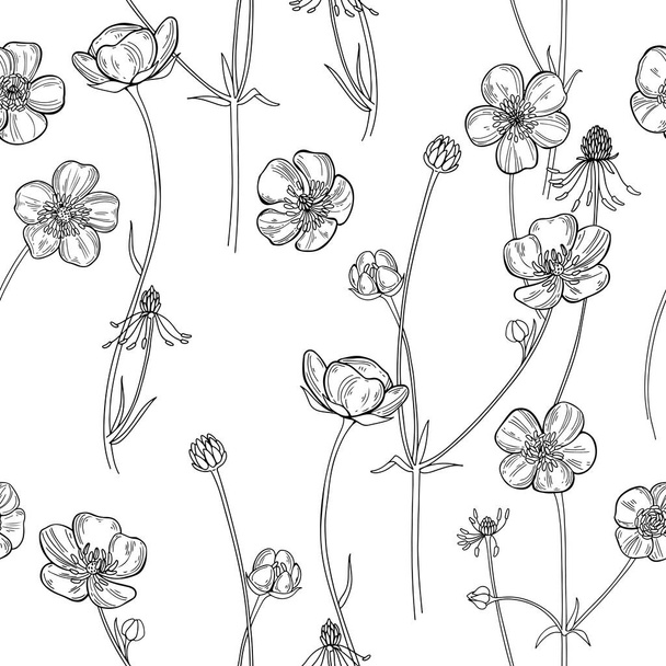 Buttercups. Flowering wildflowers. Vector. Black and white illustration. Nature background. - Vetor, Imagem