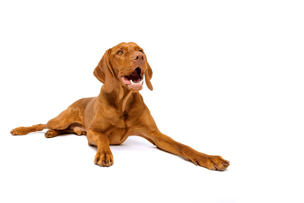 Симпатичный венгерский портрет в студии собаки. Великолепная собака лежит и смотрит вверх улыбаясь изолированы на белом фоне
. - Фото, изображение