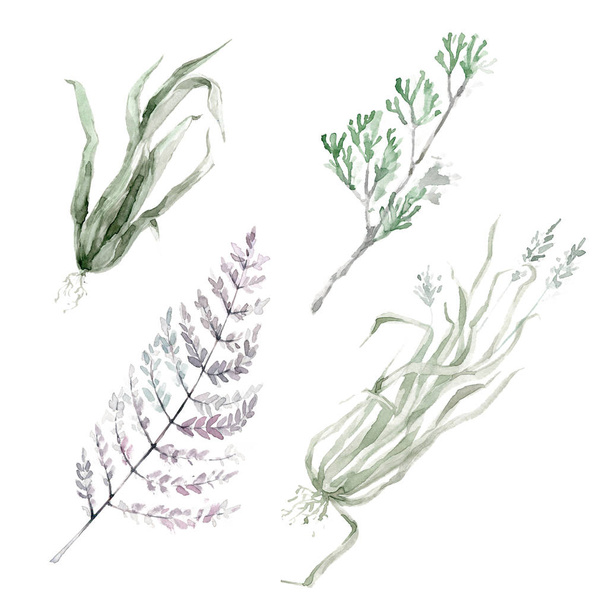 Watercolor plants clipart collection. Herbs, leaves and grass. Hand drawn illustration. - 写真・画像
