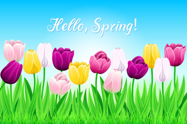 Muster des Frühlings Multi-Color Tulpen und grünes Gras auf hellblauem Hintergrund. Blumenbeet mit Vector Blooming Flowers für festliche oder Werbeplakate. Grußkarte für den Frühling. - Vektor, Bild