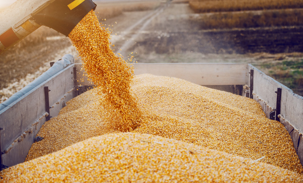 Máquina para separar granos de maíz trabajando en campo y llenando remolque tractor con maíz. Tiempo de otoño. Concepto de cría
. - Foto, Imagen