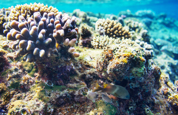 Living Coral reef in Red Sea, Egypt. Natural unusual background. - Photo, Image