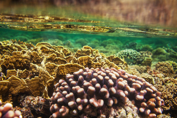 Arrecife de coral vivo en el Mar Rojo, Egipto. Fondo natural inusual. - Foto, Imagen
