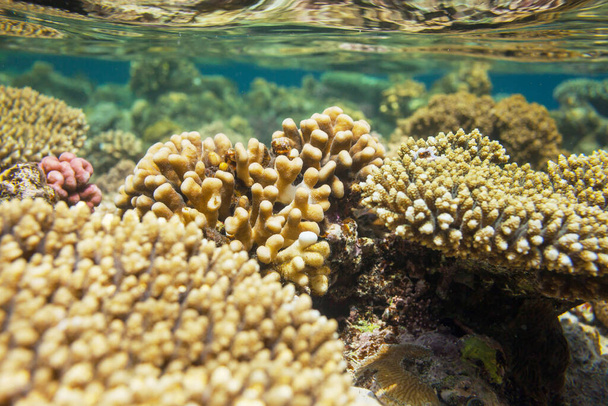 エジプトの紅海にサンゴ礁があります。異常な自然背景. - 写真・画像