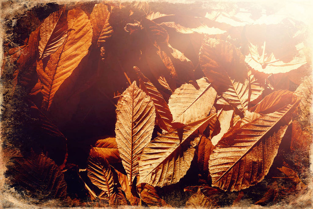 Όμορφα φύλλα του φθινοπώρου, φόντο φύλλων, παλιά εφέ φωτογραφιών. - Φωτογραφία, εικόνα