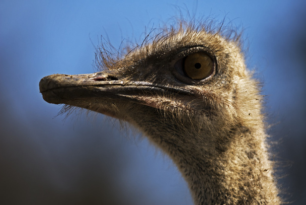 Портрет злого страуса
 - Фото, изображение
