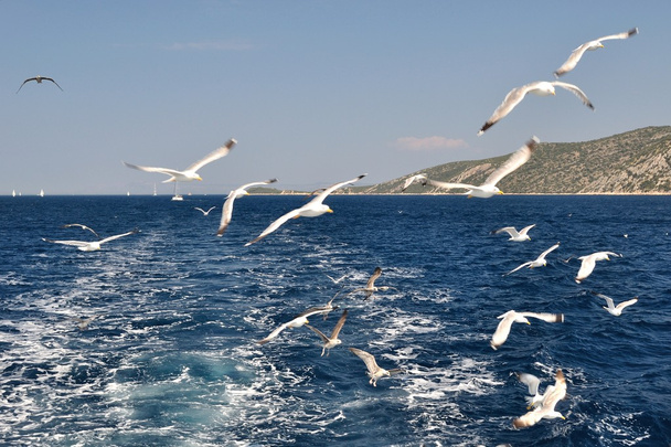 Flock of seagulls flying over sea - Fotoğraf, Görsel