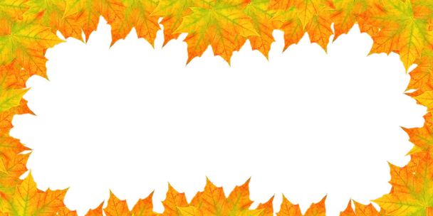 copy space autumn leaves maple on white background. Maple leaf frame - Photo, Image