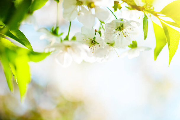 Rózsaszín virágok virágzó őszibarack fa tavasszal. Tavaszi virágzás, elvont háttér. Zászlós. Szelektív fókusz. - Fotó, kép