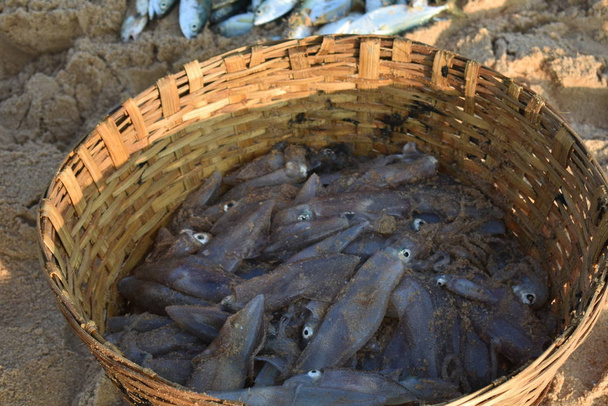fish captured from ocean and kept in a basket - Photo, Image