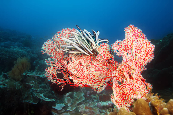 Grande corallo rosso con Crinoidi su una barriera corallina sana nell'oceano
 - Foto, immagini