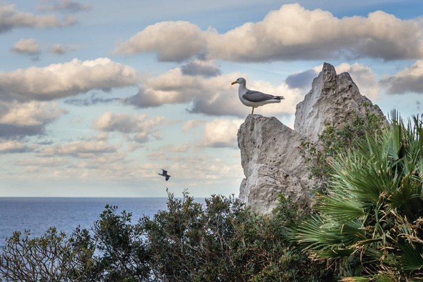 シチリア島、イタリアのサンタ・フラビア・コミューンのZafferanoヘッドランドのミュー - 写真・画像