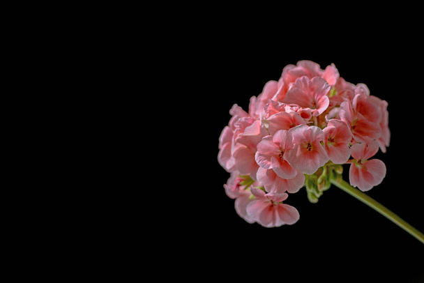 isolated geranium flower on a black background on the right, pos - Foto, Imagem