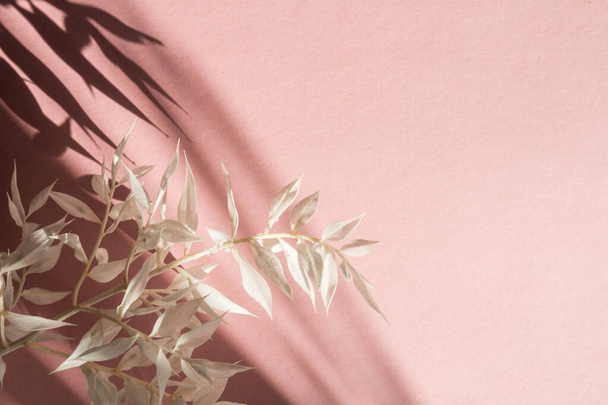 white branch on pink background. Spring holiday concep, copy space. Banner - Foto, Imagen