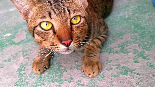 Погляд роздягненого кота на дорослого зеленими очима
 - Фото, зображення