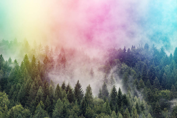 Silhueta de floresta com nevoeiro denso. - Foto, Imagem