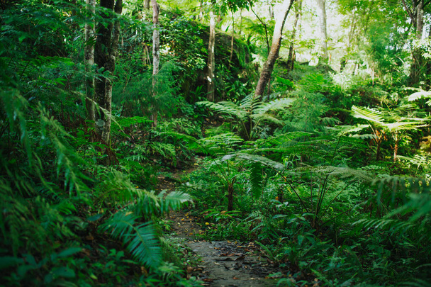 green forest scenic view - Fotó, kép