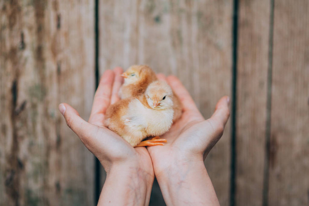 Newborn chiken in palms - Foto, immagini