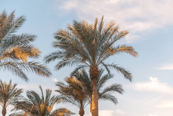 Palm branches against the sky - Foto, Imagem