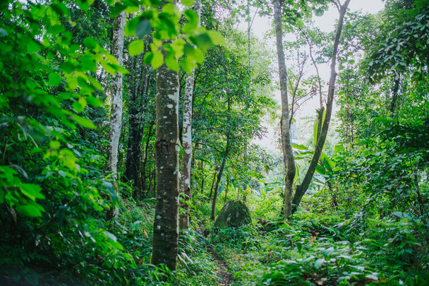 green forest scenic view - 写真・画像