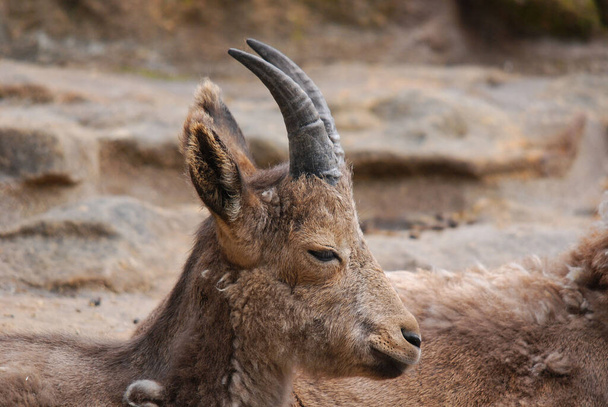 Wild goats (Capra aegagrus) are animals of mountain habitats. They are very agile and hardy, able to climb on bare rock and survive on sparse vegetation. - Photo, Image
