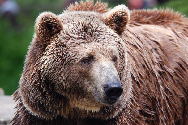 Harmaakarhu, joka tunnetaan myös nimellä hopeakärkikarhu, harmaakarhu tai Pohjois-Amerikan ruskea karhu, on ruskean karhun alalaji, joka yleensä asuu Länsi-Amerikan vuoristossa. - Valokuva, kuva